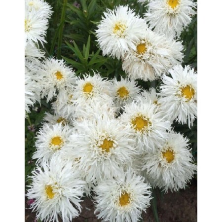 Nyvynik the largest "Crazy Daisy", pot C3, 1 pc, Spring 2024