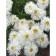 Nyvynik the largest "Crazy Daisy", pot C3, 1 pc, Spring 2024