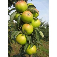 Seedling apple tree columnar Lukomor, pot 9*9*14, summer 2024