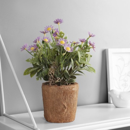 Bonsai "Chamomile Extra Mini" 9x22 cm, mix