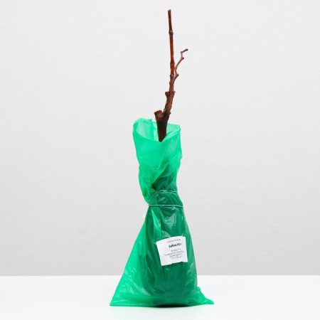 Grape seedling fun spring 2024, 1 pc.-2