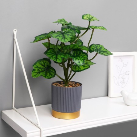 Bonsai in the pot "Alocasia Cool -leaved" 9.5x27 cm