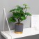 Bonsai in the pot "Alocasia Cool -leaved" 9.5x27 cm