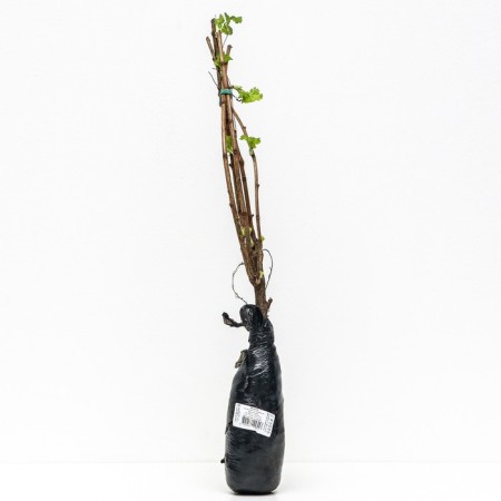 Yoshta (gooseberry x currants, yostaberry) "" 1 pc, tube, spring 2025-2