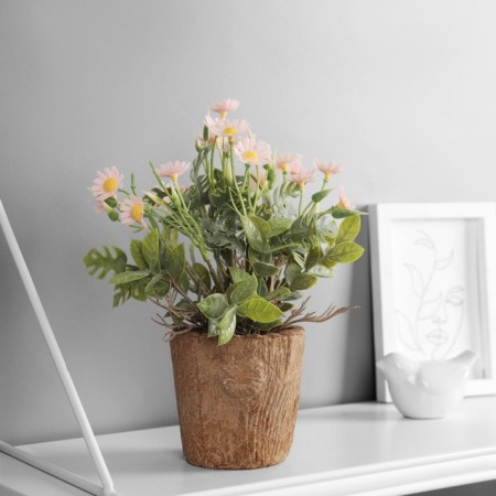 Bonsai "Chamomile Extra Mini" 9x22 cm, mix-2