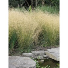 Lugovik Dereniy (pike) tautrager, C2 pot, H10-50 height, 1 pc, summer 2024