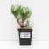 Mountain pine "UNCINATA", P9, 1pc, h 3-20 cm, spring 2024
