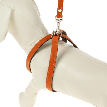 Set "Zononic": a slope with a leash for puppies, 150 x 0.12 cm, leather, mix-3