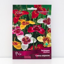 Tigridia Peacock mixture of colors, 10 pcs, rr 5/7, spring 2025
