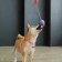 A toy for dogs "Bunny", with a rope
