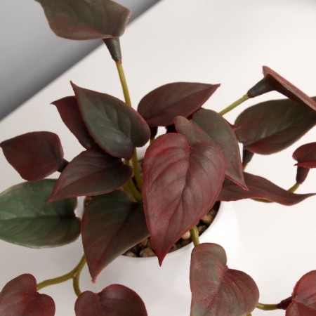 Bonsai in the pot "Filodendron Ultra" (soft sheet) 9x6 cm, mix-1