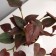 Bonsai in the pot "Filodendron Ultra" (soft sheet) 9x6 cm, mix