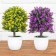 Bonsai in a pot "Push a tree with flowers" 12x25 cm, mix