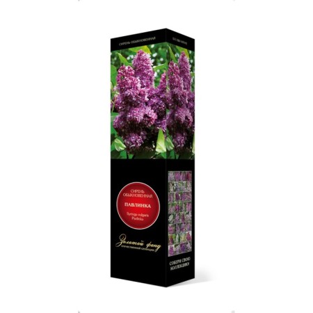 Ordinary lilac "Pavklin" 1 pc, tube, spring 2025