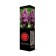 Ordinary lilac "Pavklin" 1 pc, tube, spring 2025