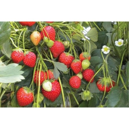 Strawberry Garden Anais, P9 Pot, Summer 2024