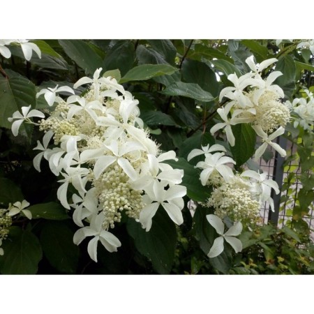 Hydrangea blizzard grade Star, C3 pot, H20-30 height, 1 pc, summer 2024