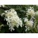 Hydrangea blizzard grade Star, C3 pot, H20-30 height, 1 pc, summer 2024