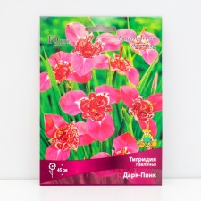 Tigridia Pavkovin Dark-Pink, 10 pcs, rr 5/7, spring 2025