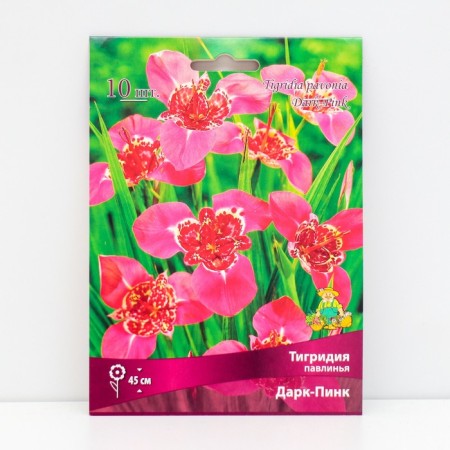 Tigridia Pavkovin Dark-Pink, 10 pcs, rr 5/7, spring 2025