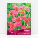 Tigridia Pavkovin Dark-Pink, 10 pcs, rr 5/7, spring 2025
