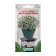 Seeds of flowers Alissum Sea "Snow White", 10 pcs