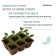 Peat cassette, 6 cells of 400 ml, 9 × 9 cm, set 3 pcs., Smart City