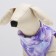 Dogs for dogs with a zipper "Amethyst", size S, lilac (DS 20, Osh 28, OG 39 cm)
