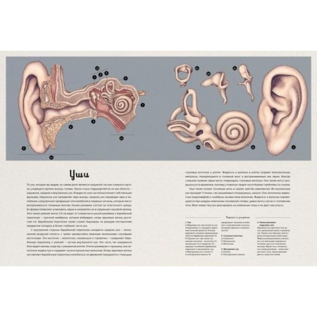 Anatomikum. Pakston D.-5