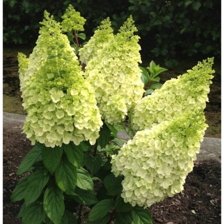 Hydrangea blizzard Majikal Kilimanjaro, C3 pot, H10-50 height, 1 pc, summer 2024