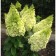 Hydrangea blizzard Majikal Kilimanjaro, C3 pot, H10-50 height, 1 pc, summer 2024