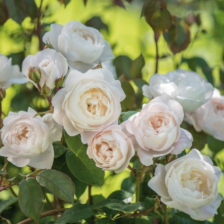 Seedling rose English Park "Desdemona", tube, 1 pc, spring 2025