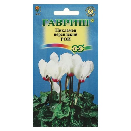 Flowers Cyclamen "Roy", Persian, 3 pcs.