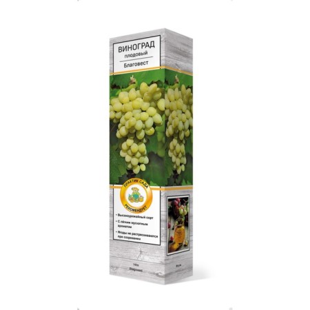 Fruit grapes "Blagovest" 1 pc, tube, spring 2025