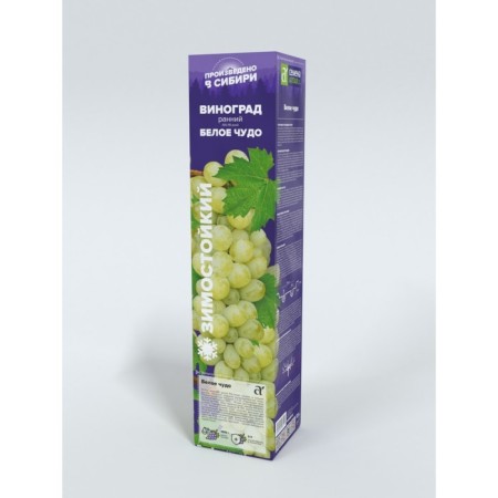 Grapes white miracle, spring 2024, 1 pc.-1