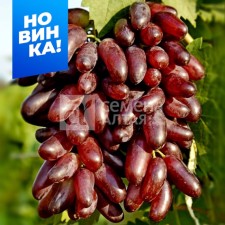 Very early grapes (110-115 days) carnival