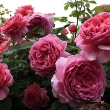 Seedling rose 