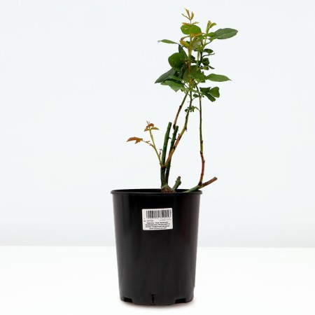 Drive of the Rose "Papageno", pot C4, Summer 2024-1