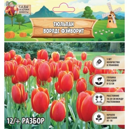 Tyulpan Vorlds Fayvarite, rr 12/+, 5pcs, autumn 2024