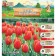Tyulpan Vorlds Fayvarite, rr 12/+, 5pcs, autumn 2024