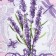 Kitchen towel "lavender" 35x60 ± 2 cm