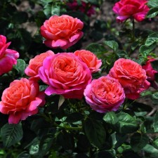 Seedling rose Floribunda 