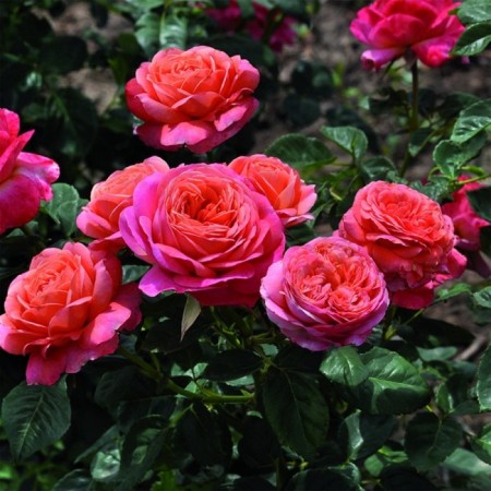 Seedling rose Floribunda "VAZ PICH", tube, 1 pc, spring 2025