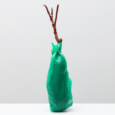 Grape seedling is long -awaited, spring 2024, 1 pc.-2