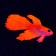 Decor for the Aquarium "Fighting Fish" Silicone, with a neon effect, 8 x 1.5 x 5.2 cm, kra 71088