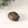 Metal souvenir "Claims with coins" d = 1.1 cm 3x2.4 cm