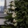 Garland “thread-grozd” 60 cm, transparent thread, “birds”, 30 LED, 4.5 V, AAX3 batteries (not in the kit), glow warm white