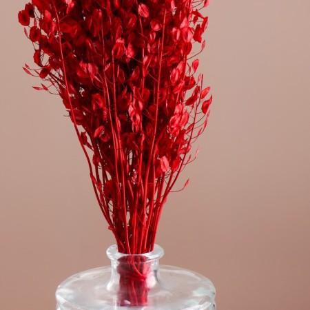 Set of dried flowers "Monetnik", banch length 45 (+/- 6 cm), red-1
