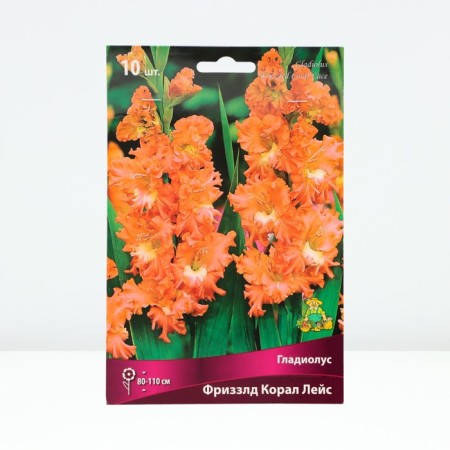 Gladiolus corrugated "Friszld Coral Lece", district 10/12, 10 pcs, spring 2024