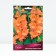Gladiolus corrugated "Friszld Coral Lece", district 10/12, 10 pcs, spring 2024